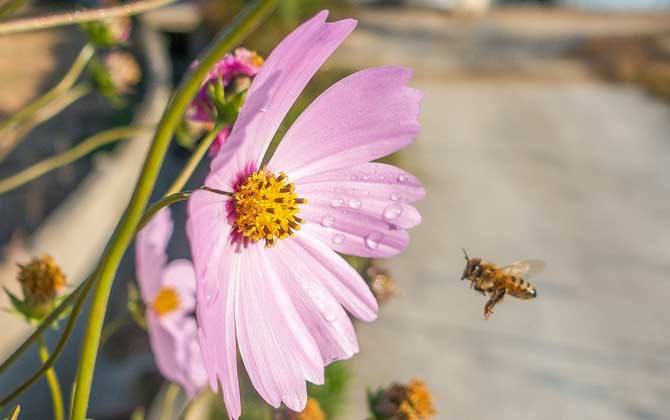 【蜜蜂知識】什么是蜂群崩壞癥候群？