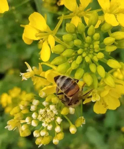 什么天氣取蜂蜜好（蜜蜂取蜜什么時(shí)間最好）