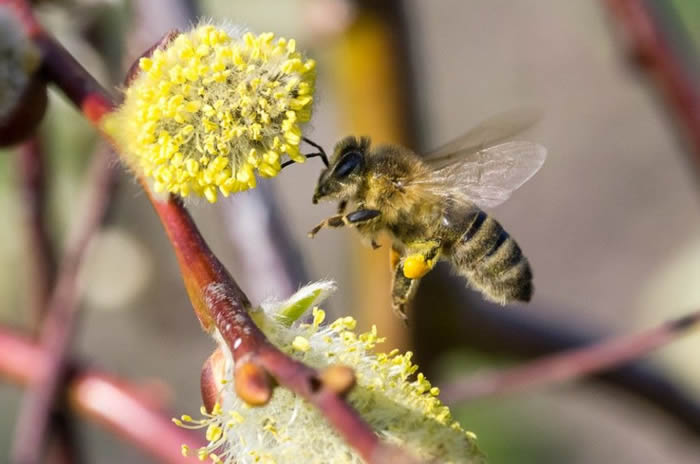 【蜜蜂知識】蜜蜂飛逃前有什么征兆？