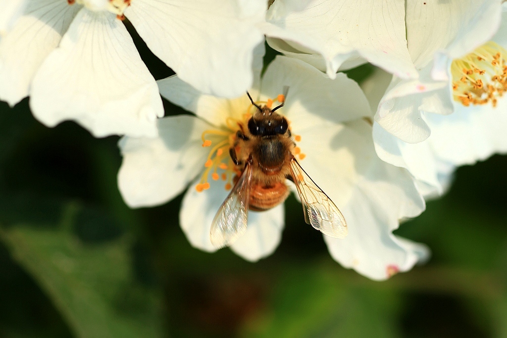 新手養(yǎng)蜂花粉怎么?。ǚ浠ǚ凼窃趺刺崛〉模?></a> </div>
        <div   id=