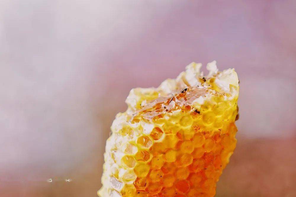 鴨腳木蜂蜜和野桂花蜜哪個(gè)好（鴨腳木花蜂蜜有什么作用）