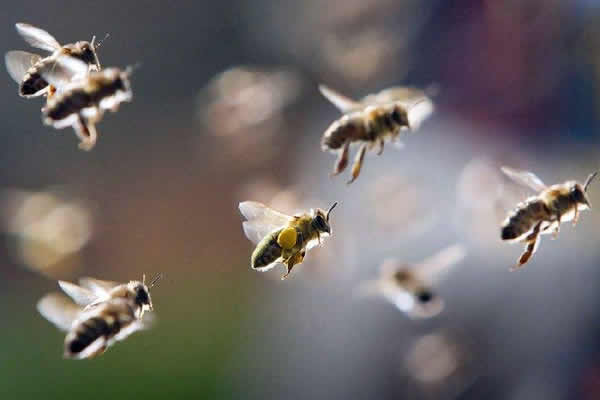 【蜜蜂知識】蜜蜂自然分蜂一年有幾次？