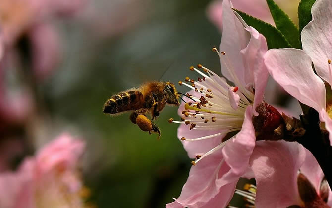 蜜蜂采蜜能飛多遠？