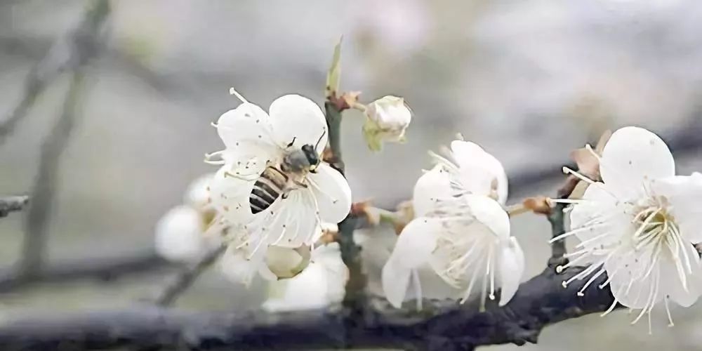 蜜蜂春繁管理技術(shù)（春繁蜜蜂應(yīng)注意什么）