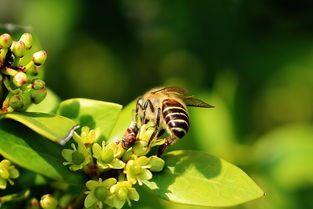 養(yǎng)蜂用的對(duì)聯(lián)（蜜蜂養(yǎng)殖業(yè)對(duì)聯(lián)大全）