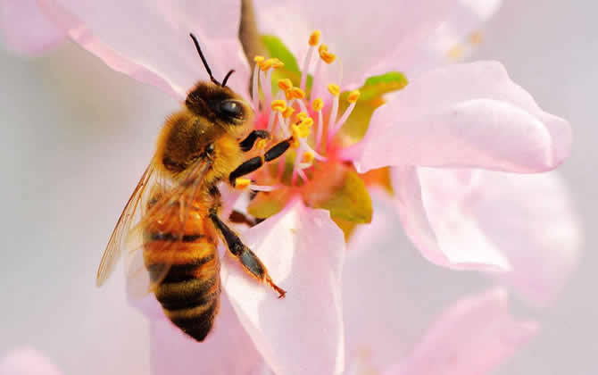 蜜蜂釀蜜需要幾天才能完成？