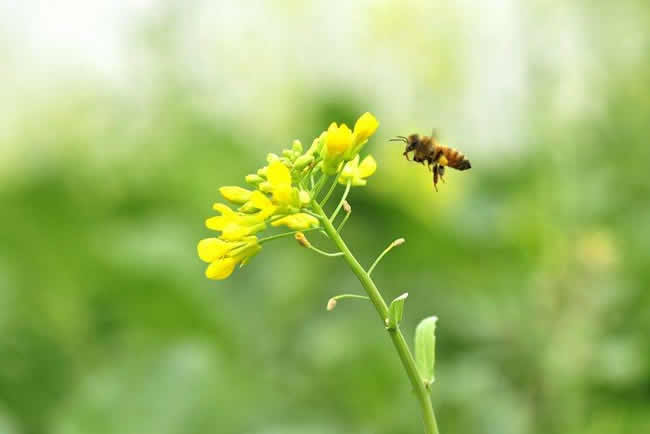 【蜜蜂知識】贊美蜜蜂的詩詞有哪些？