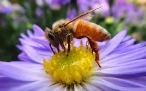 蜜膠一號(hào)對(duì)比松丹1號(hào)（蜜膠一號(hào)與松丹一號(hào)哪個(gè)好）