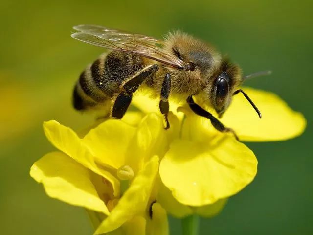 蜜蜂與黃蜂的區(qū)別是什么（蜜蜂和黃蜂的對(duì)比）