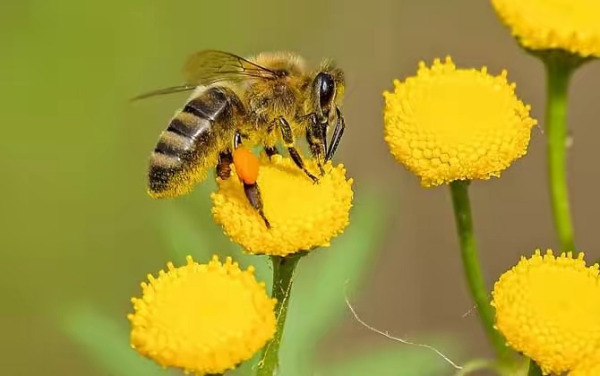 空蜂箱如何誘引蜂王來(lái)（空蜂箱怎么引來(lái)蜜蜂）