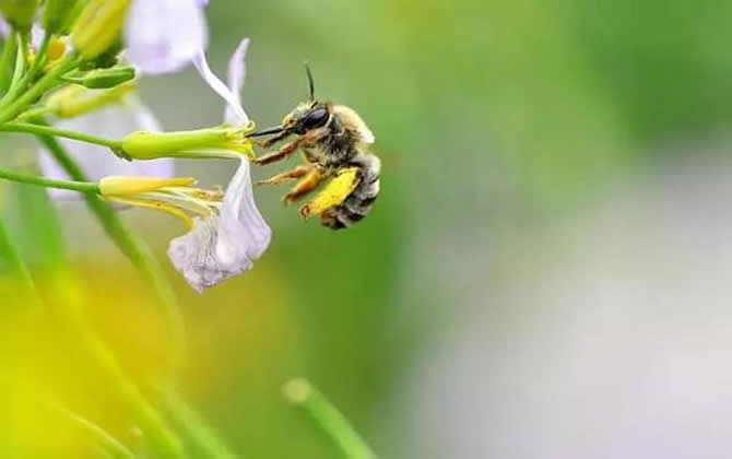 養(yǎng)殖蜜蜂時(shí)蜜蜂不蟄手嗎