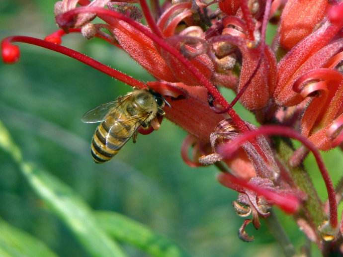 蜜蜂釀蜜過程是怎樣的？