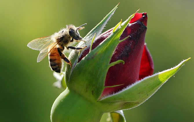 蜂王死了蜜蜂會怎樣？