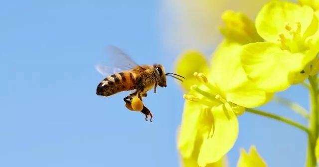 百米高樓能不能養(yǎng)蜂（10樓以上可以養(yǎng)蜂嗎）