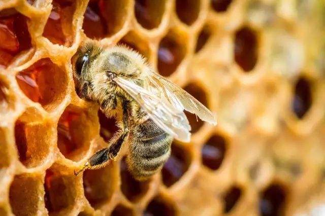 蜜蜂冬季正確的喂糖方法