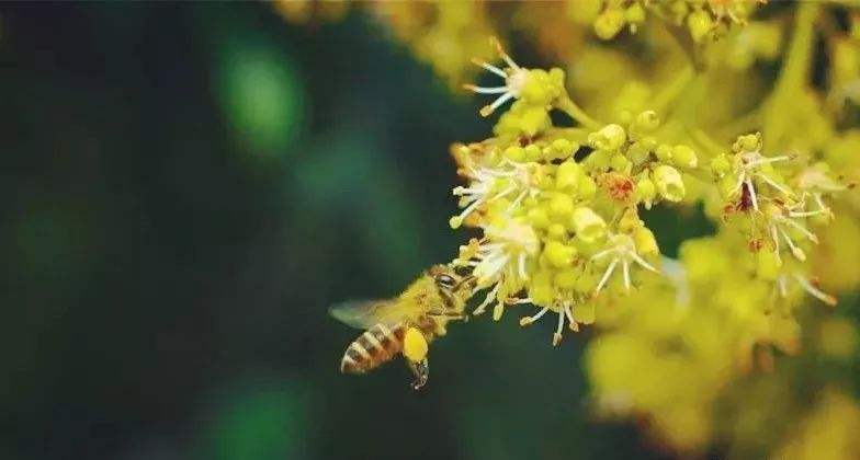 【蜜蜂知識(shí)】雄蜂試飛后多久分蜂？