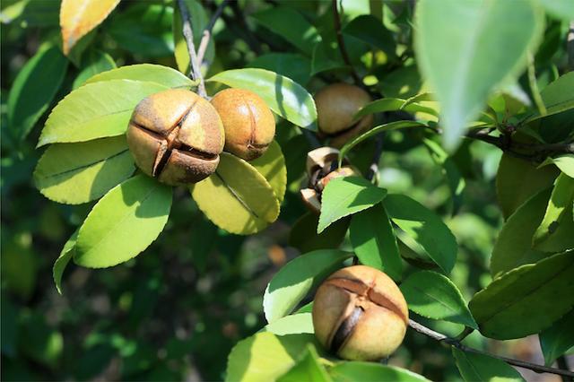 茶油樹(shù)花的露水很甜，適合養(yǎng)蜂嗎（油茶樹(shù)花能用來(lái)養(yǎng)蜂么）