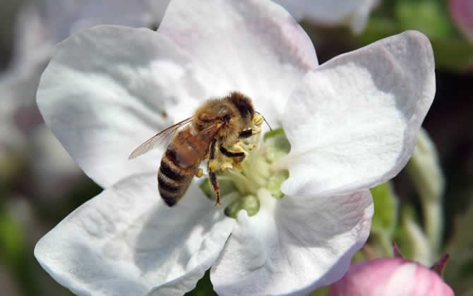 養(yǎng)蜜蜂如何培育蜂王？