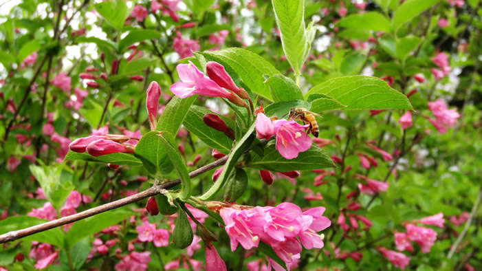 【蜜蜂知識】中蜂囚王后處女王會分蜂嗎？