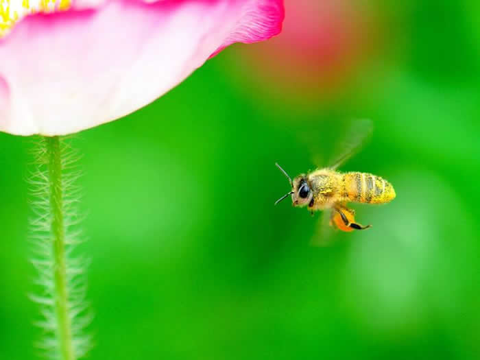 【蜜蜂知識(shí)】意大利蜜蜂一年可以繁殖幾箱？