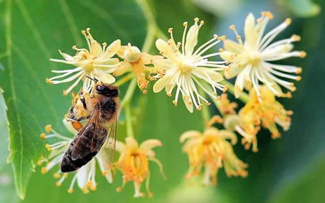 被蜜蜂蟄了為什么找不到刺？